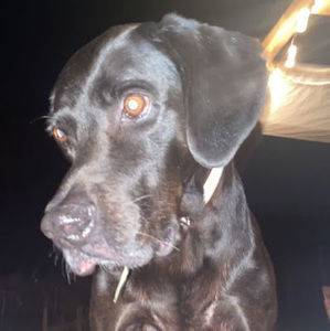 Meet your Posher, Chloe